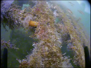 Orange frilled anemone